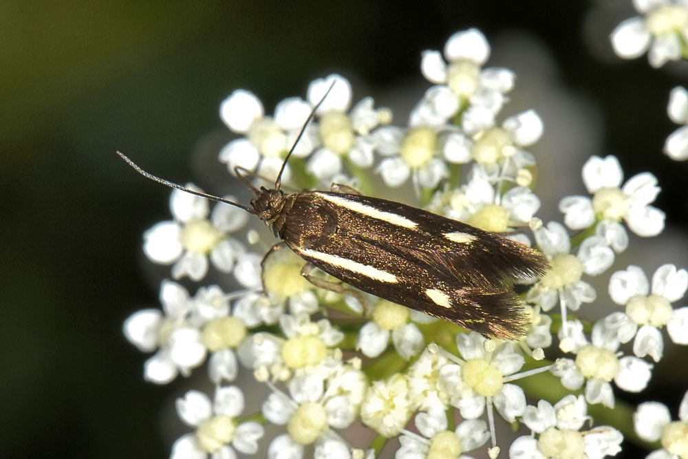 Scythris knochella